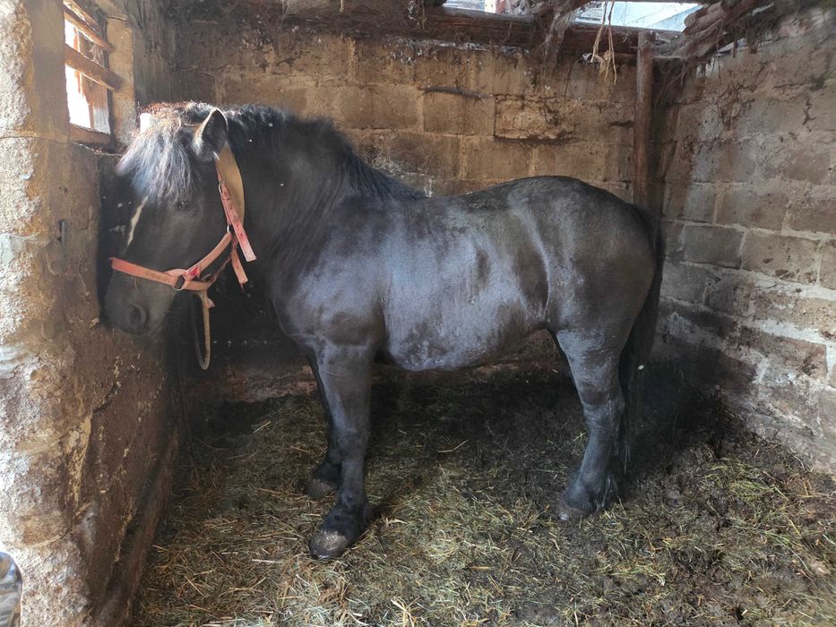 Kobyła 3-letnia zimnokwista kara