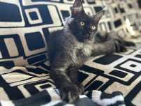 Kociak Mainecoon