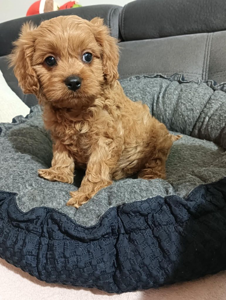 Śliczny piesek  Cavapoo