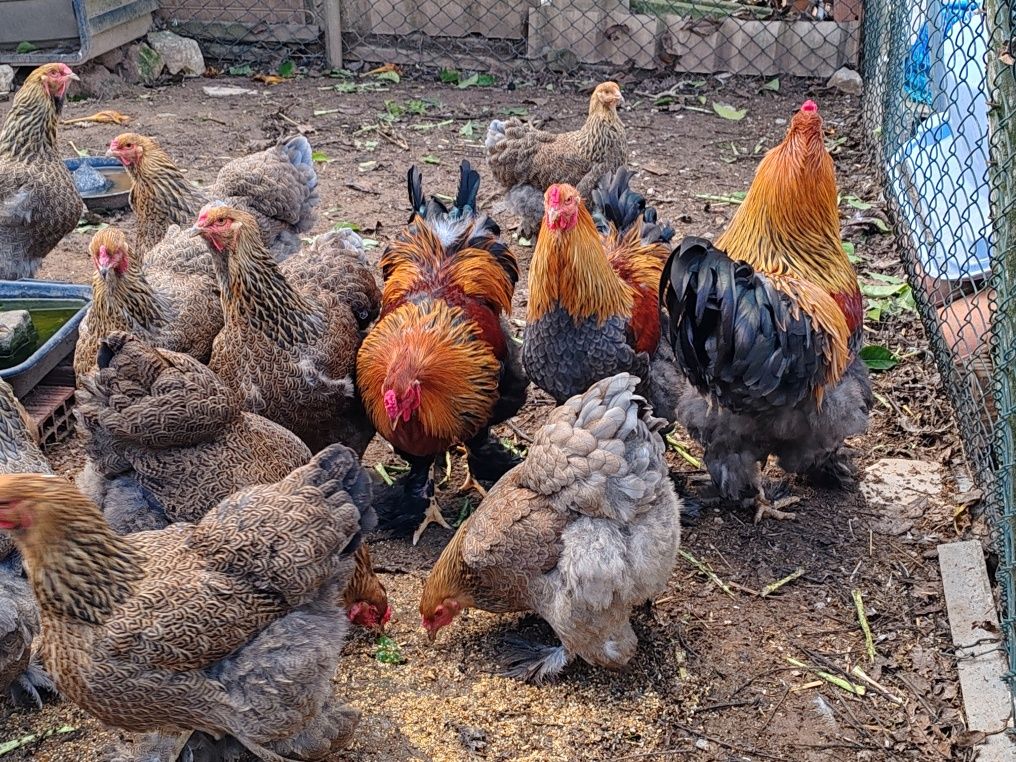 Ovos Galinhas garnizes / Brahma perdiz e light