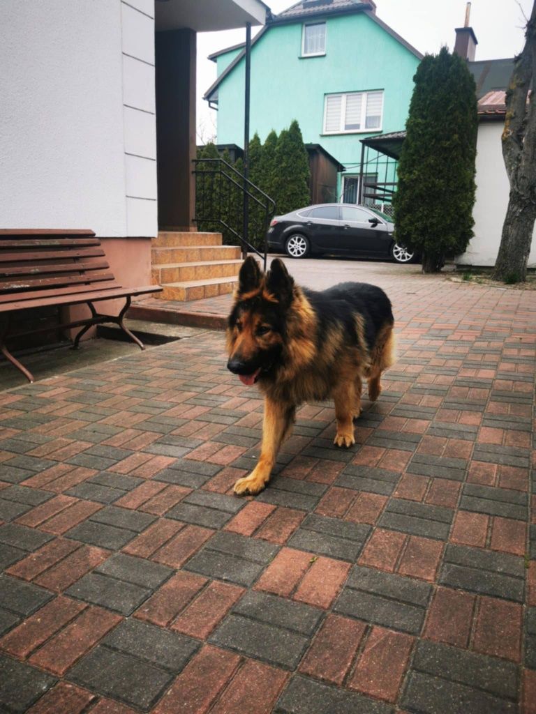 Alex pilnie szuka domu na zawsze