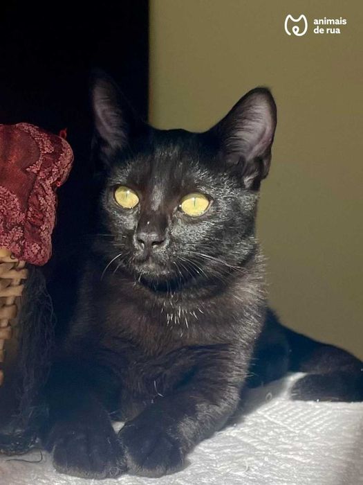 Jackison | Para Adoção