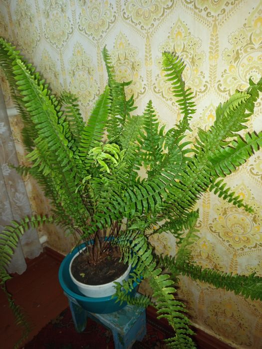 Квіти папоротники