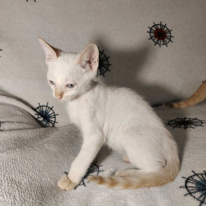 Gatinhos para adoção