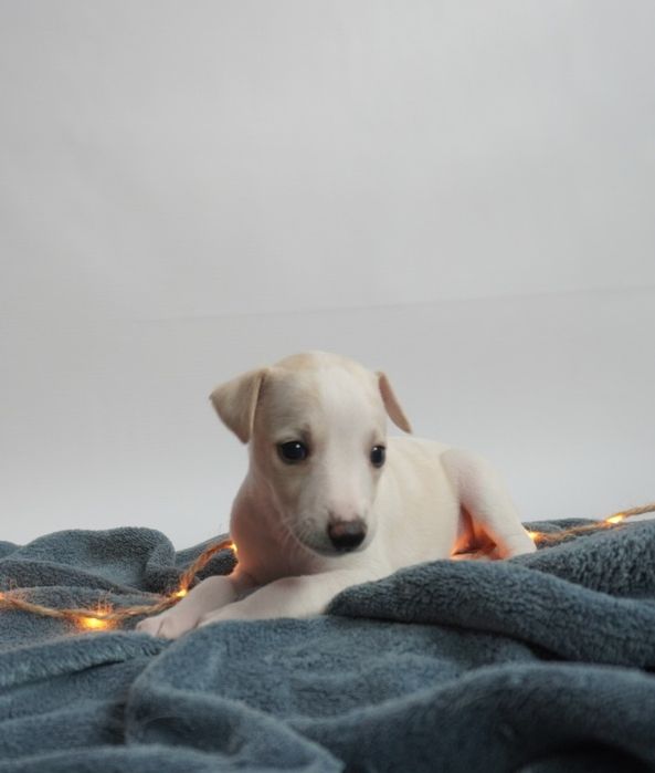 Suczka Chart Angielski Whippet FCI