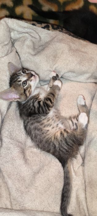 Шукаю родину кошенятам