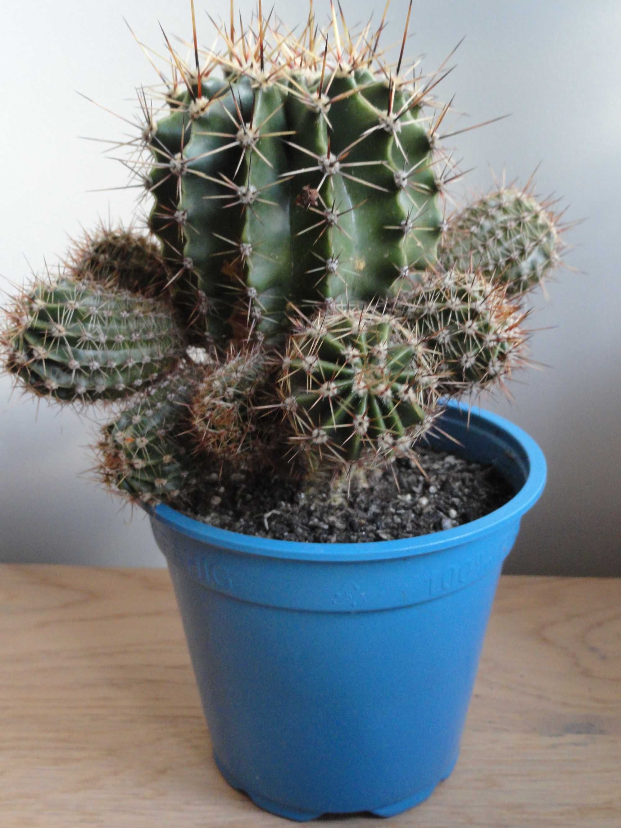 kaktus kwiat doniczkowy