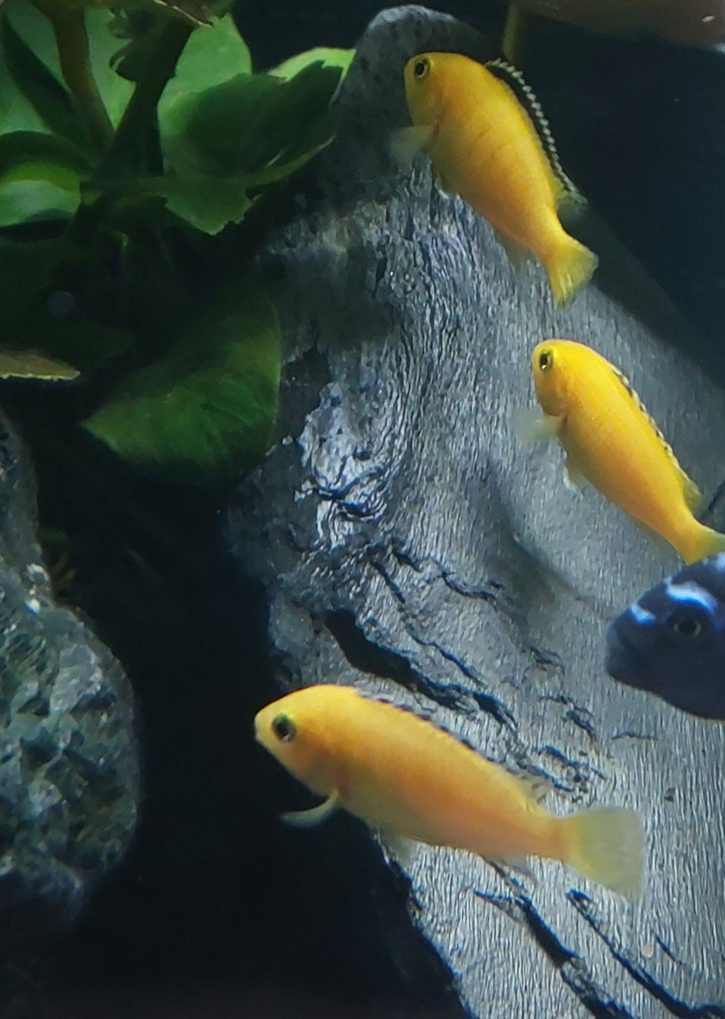 Pyszczaki Yellow, pyszczak, Labidochromis Yellow