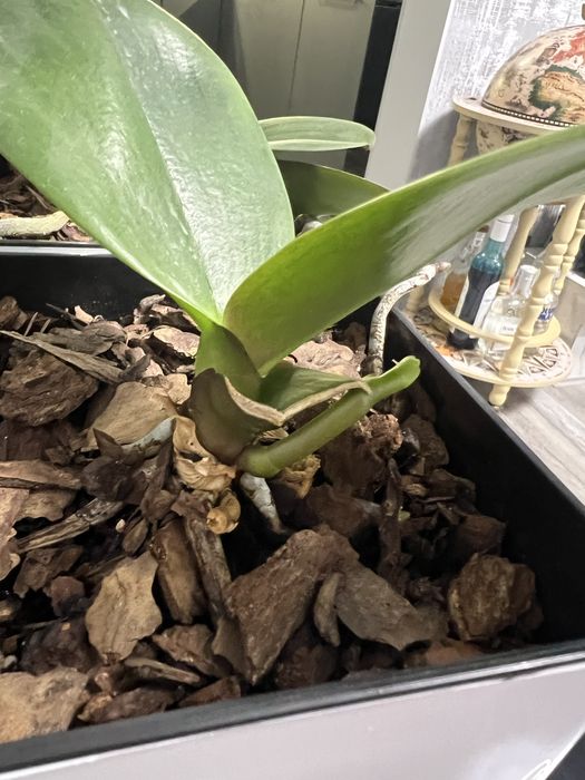 Орхідейки первоцвіт