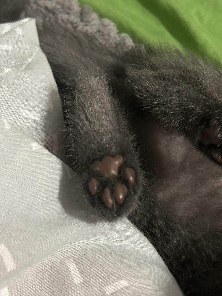 Кошеня, кіт, кішка