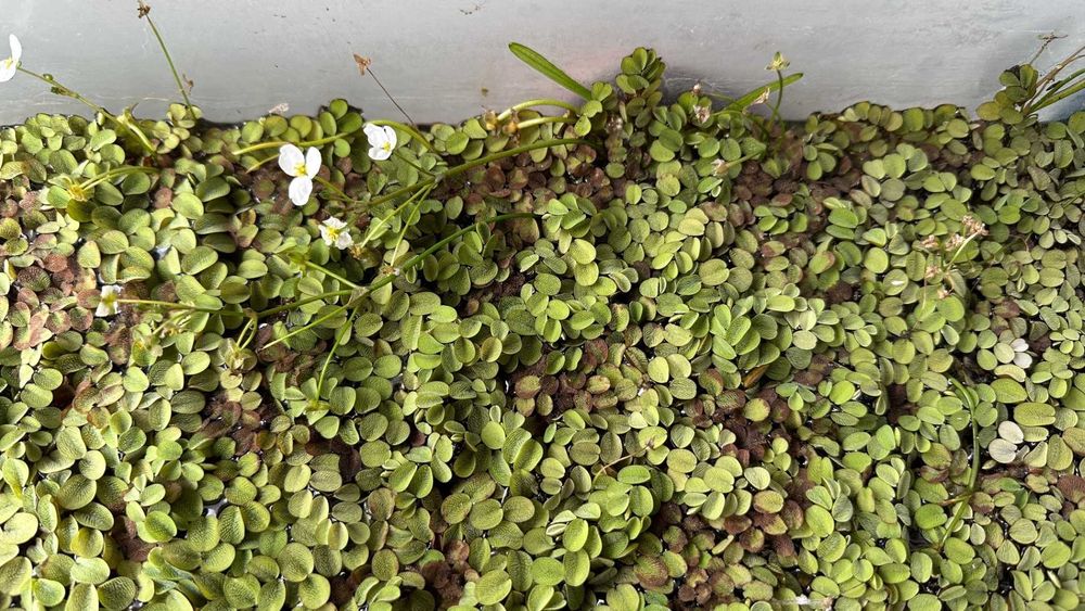 Salvinia minima, dwarf sagitaria, e elodea densa.