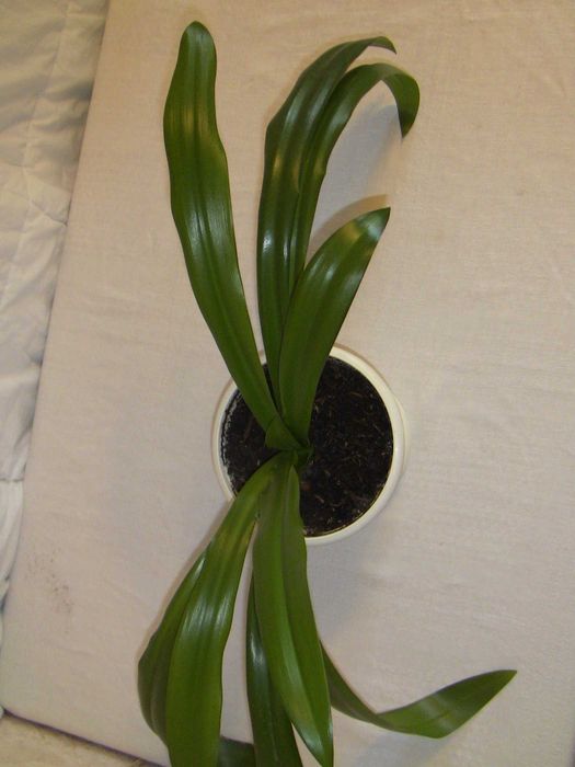 Комнатные растения фикус кротон рождественник алоэ лилия