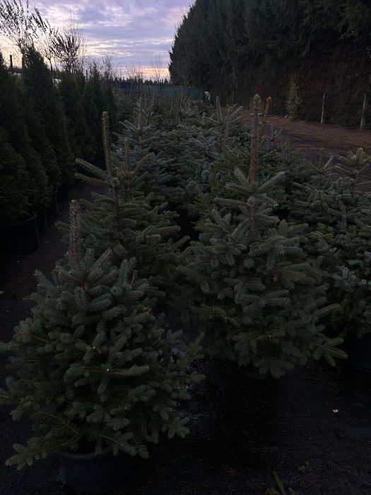 Choinka świerk zwykły srebrny