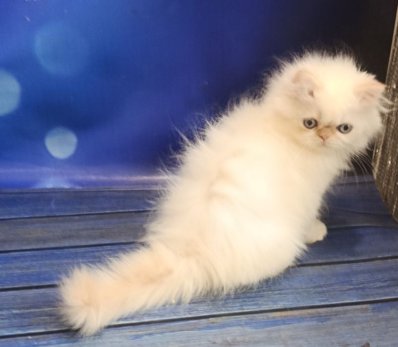 Персидский малыш