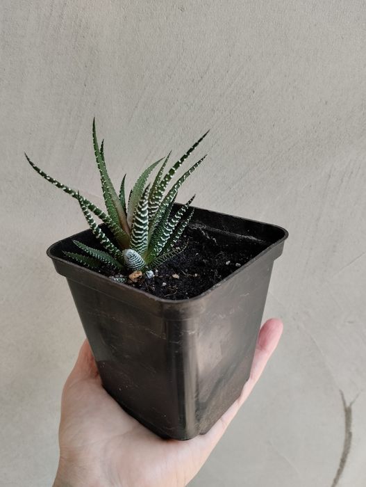 Неприхотливый Суккулент Хавортия