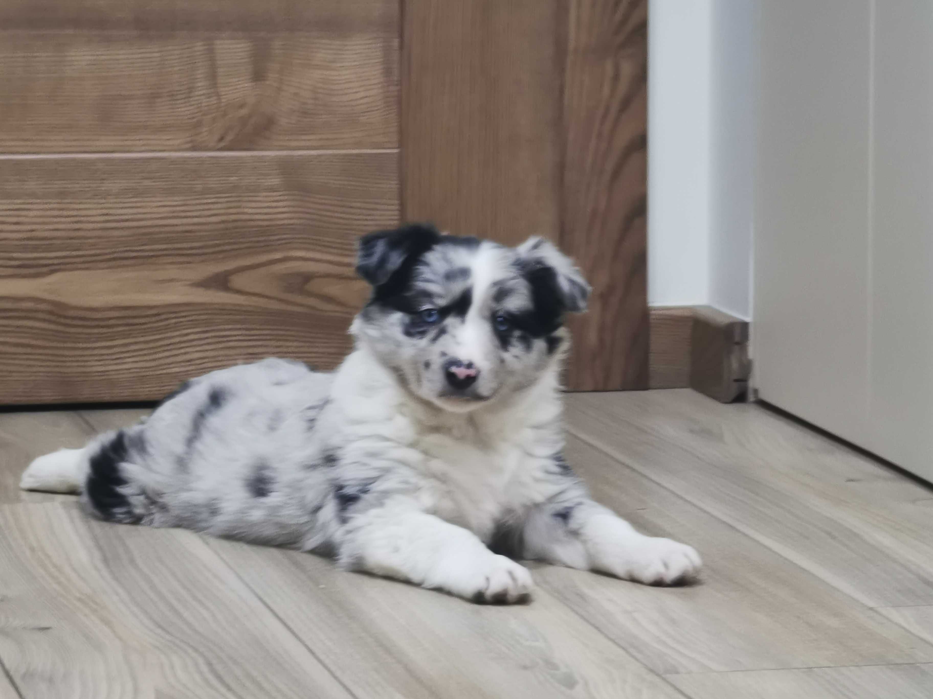 Border collie blue merle piesek