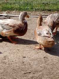 Jaja lęgowe kaczki ruańskie