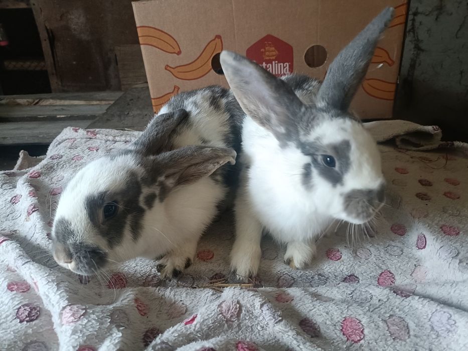 Sprzedam króliki  samice