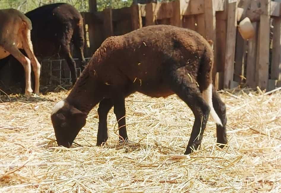 Borrego  2 meses