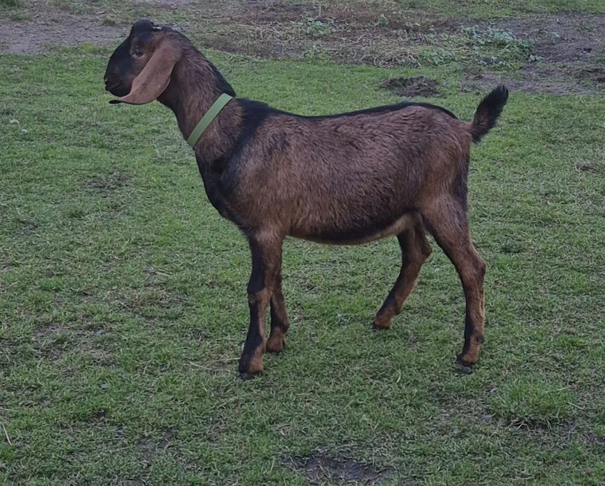 Козлик Англо-нубійський