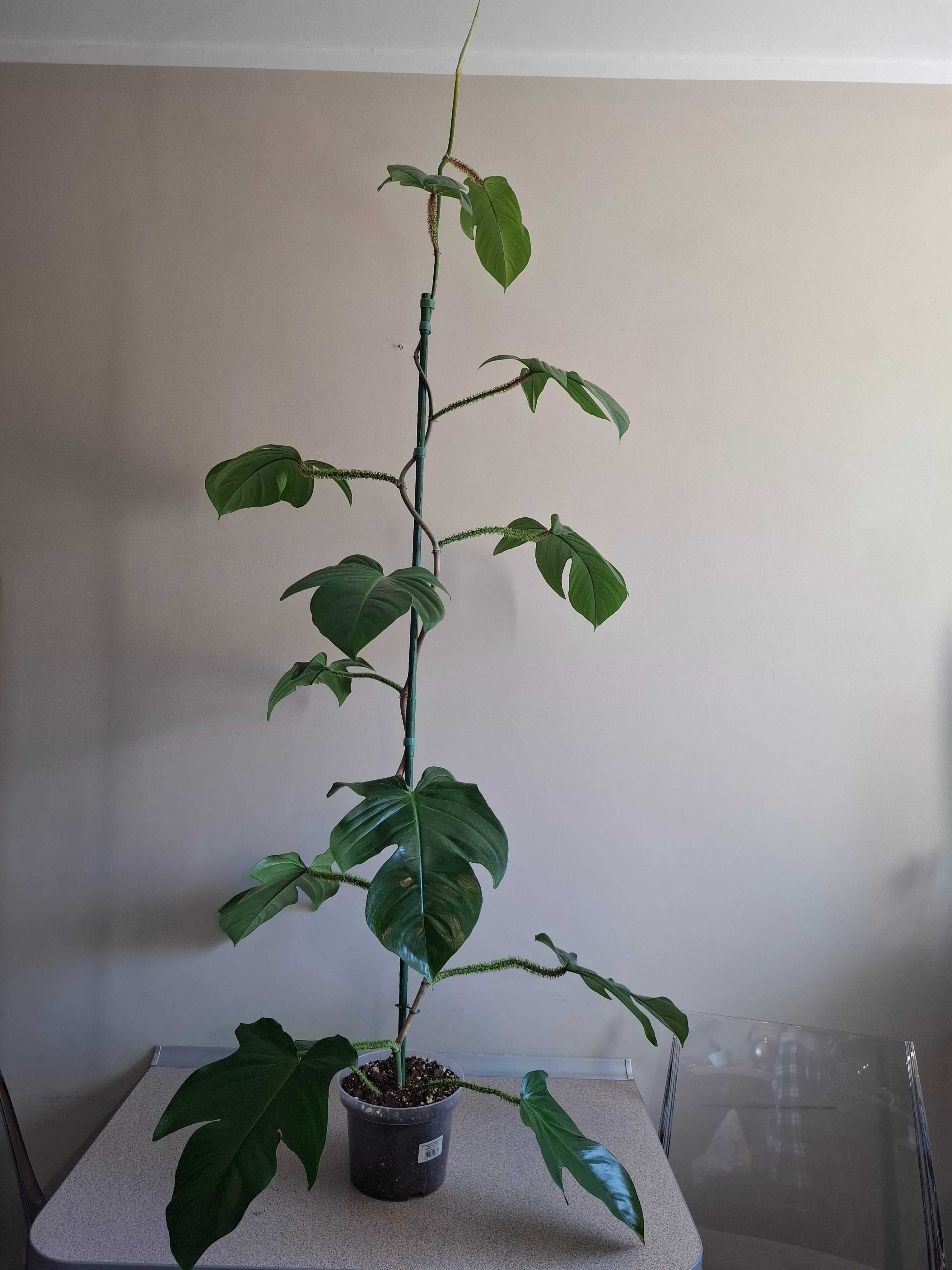 Philodendron squamiferum 160 cm