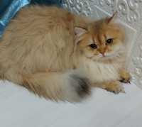 Британский котик Лео золотая шиншилла