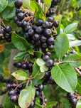Aronia z ogrodu nad Wartą