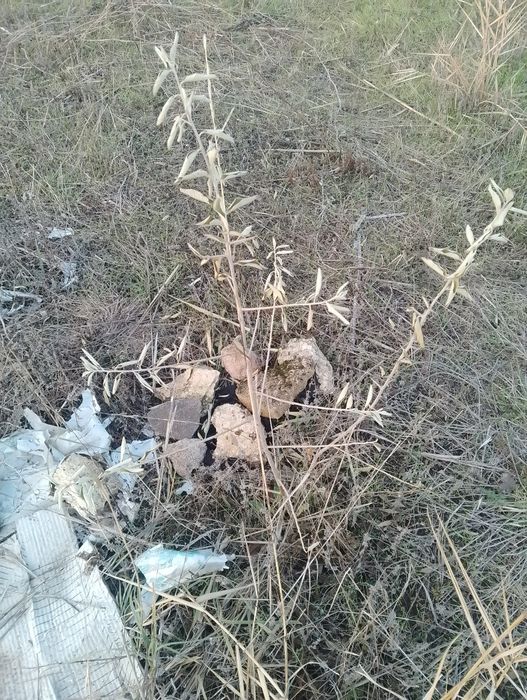 Маслина дикая,степная.