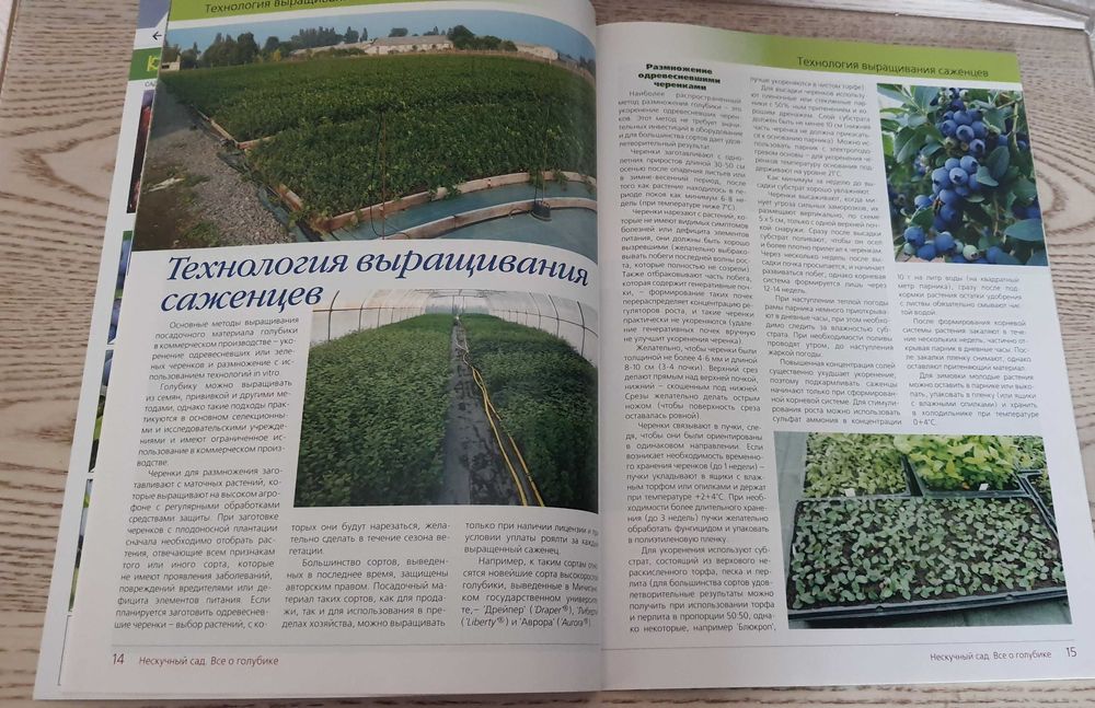 Все о голубике. Лохина, Чорниця високоросла,