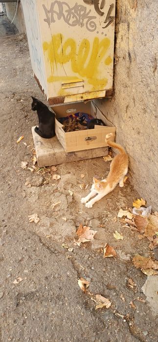 Котики і кішка безкоштовно!!!