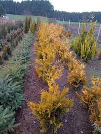 Thuja Golden Brabanta 120-140cm