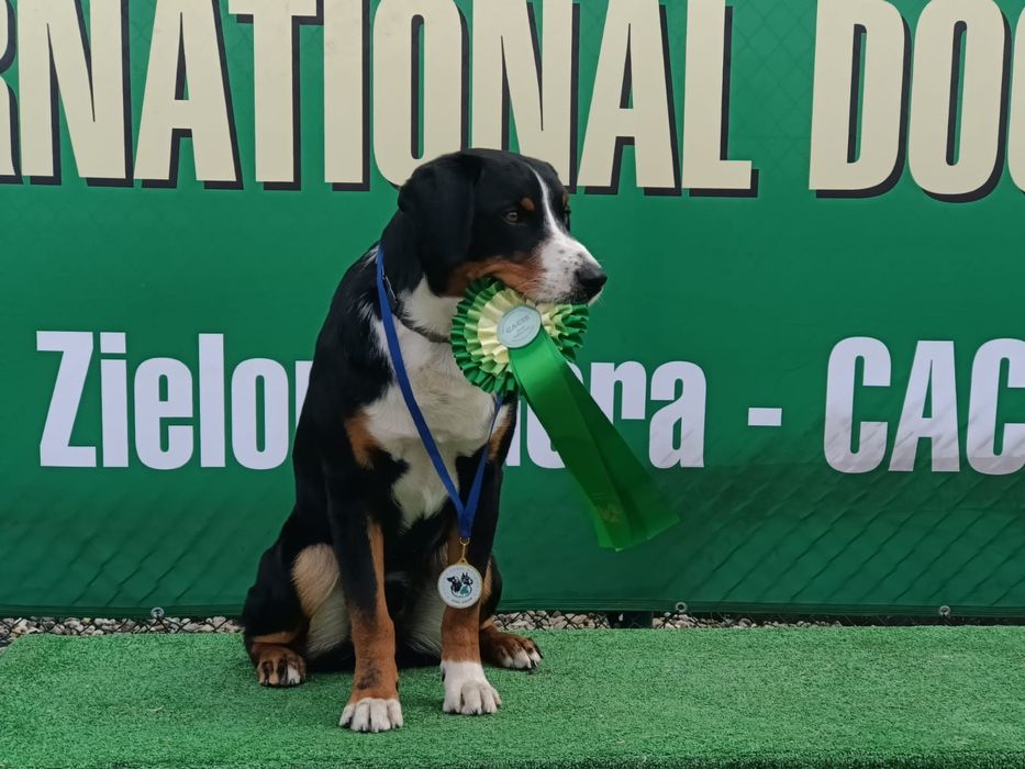 Behawiorysta psów | Szkolenie psów | Korekta psa agresywnego