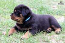 Szczeniak, piesek Rottweiler po Championach Polski / Rodowód ZKwP, FCI