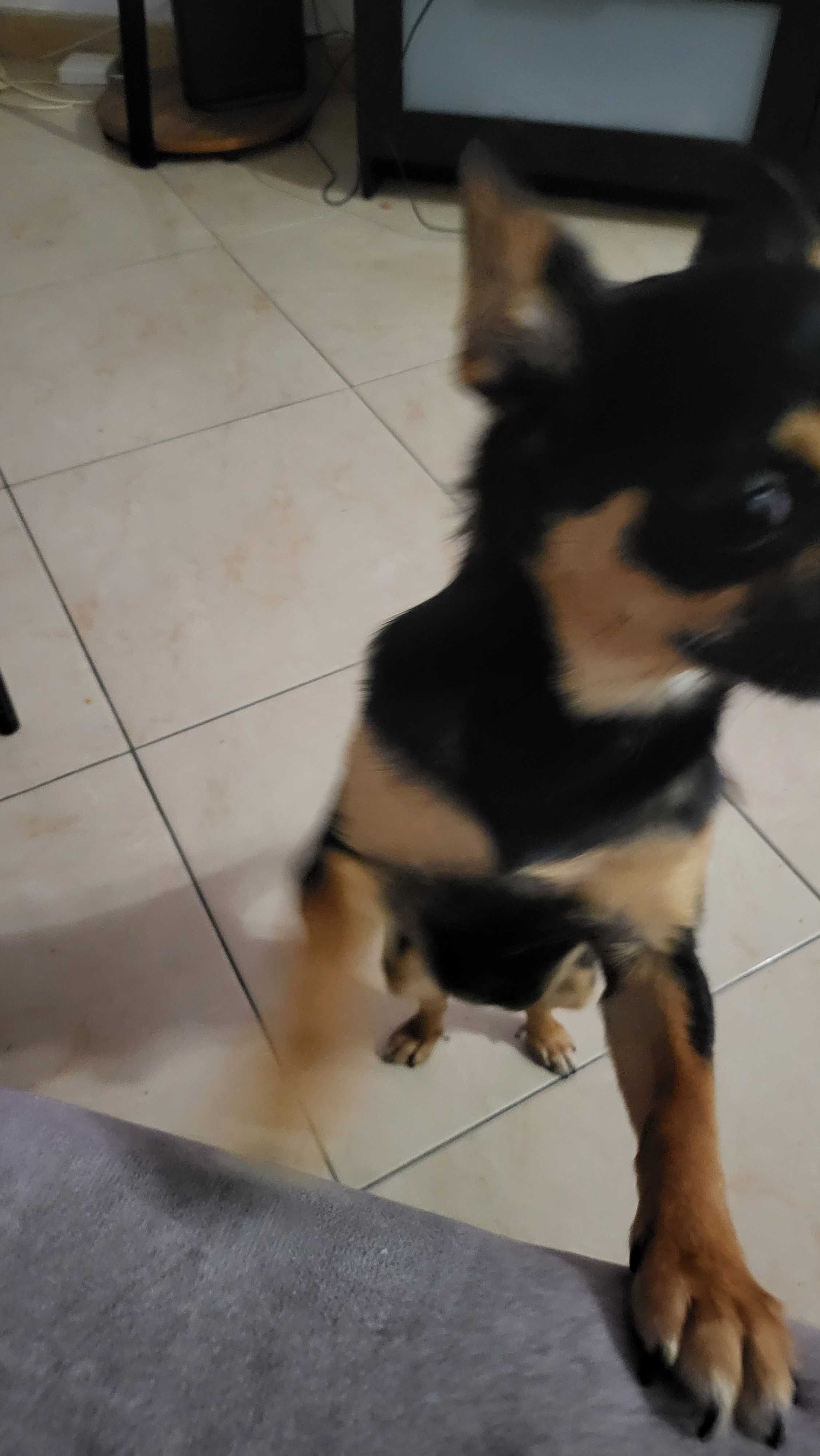 Chihuahua preto exótico