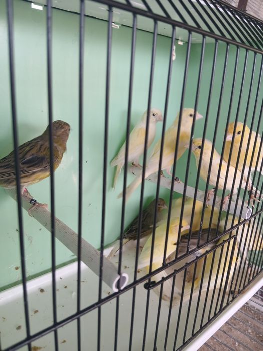 Kanarki miniatura hiszpańska