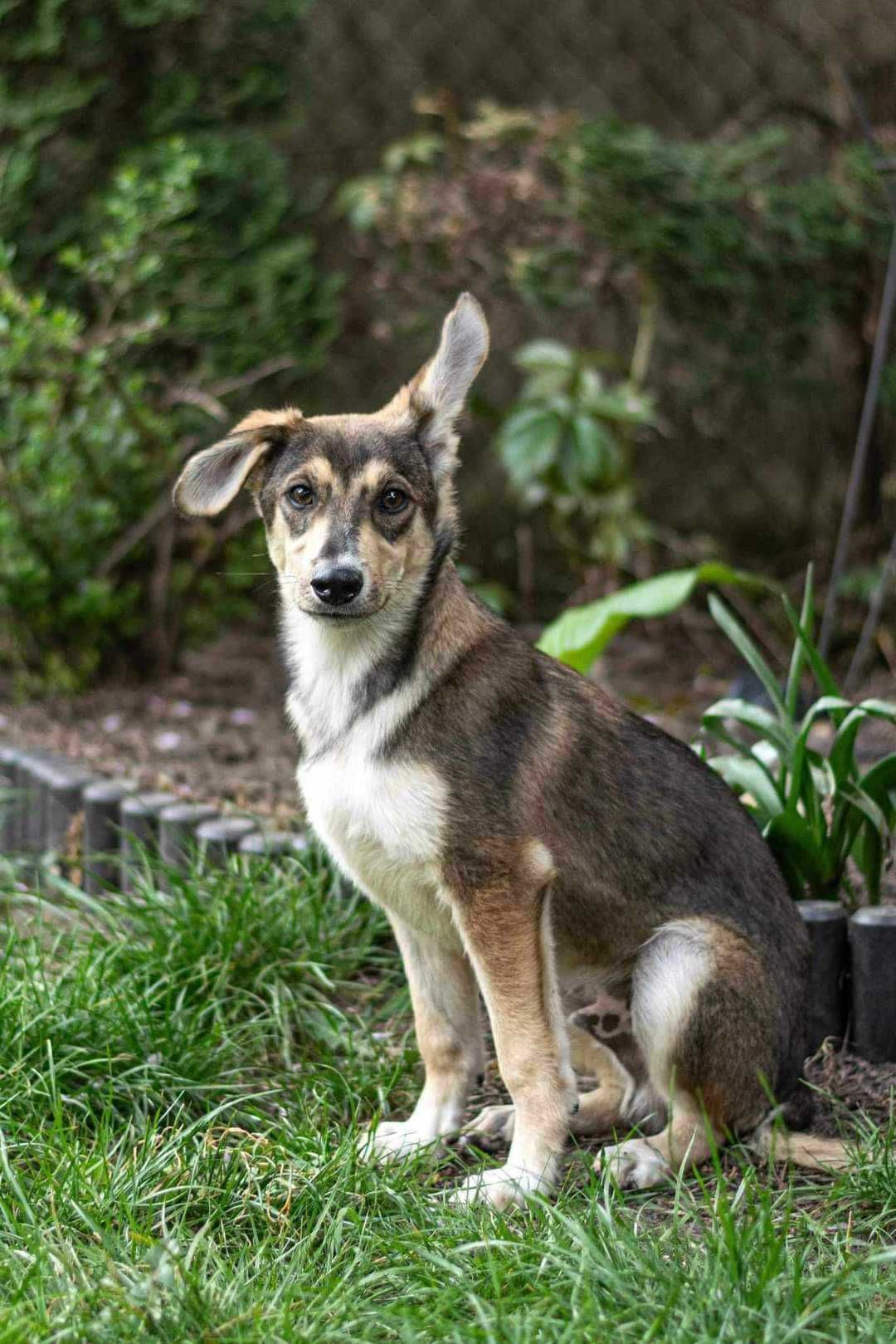 Radosny szczeniak FRED szuka domu !! Do adopcji !!