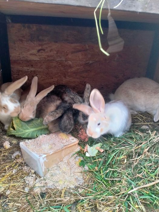 Króliki do hodowli lub tuszki