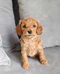 Pies maltipoo f1b piesek