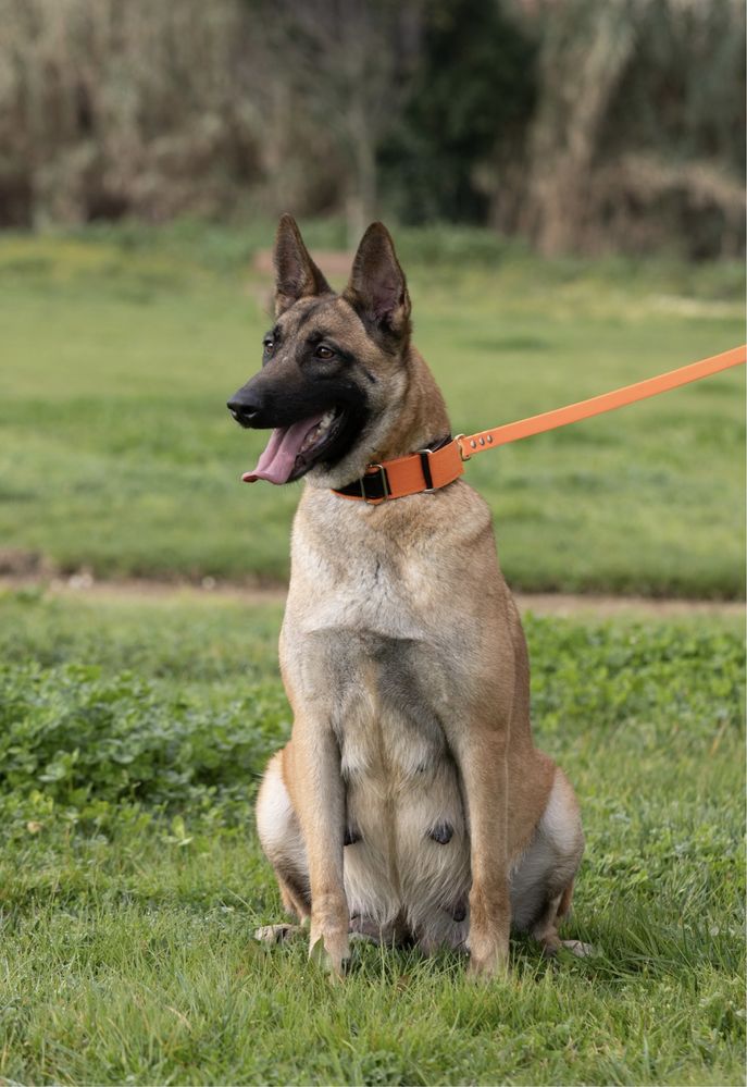 Pastor belga malinois muito fortes , super equilibrados