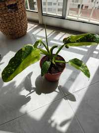 Philodendron Jose Buono