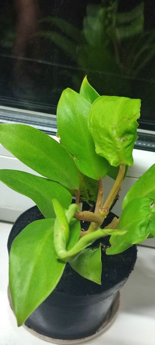 Филодендрон лимонный, комнатный цветок, комнатное растение