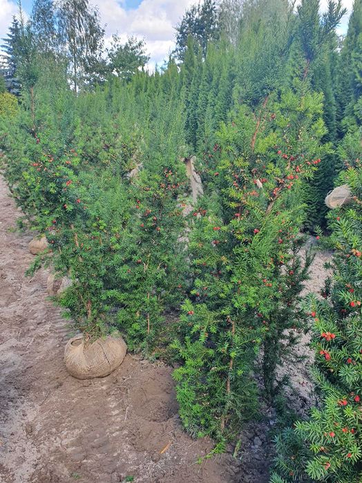 Cis HICKSII Densiformis TAXUS 200 cm kopany maszyną SZKÓŁKOWANY