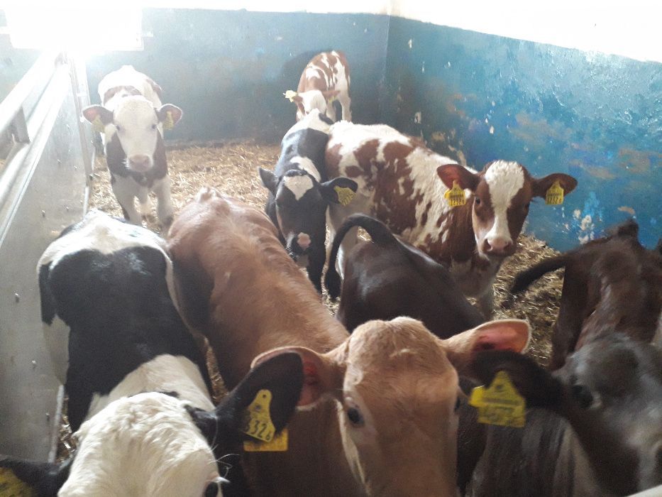 Oferuje Cielęta mięsne i inne, 60-300kg, dowóz , co tydzień dostawy