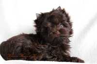 York Piesek Czekoladowy Chocolate Yorkshire Terrier