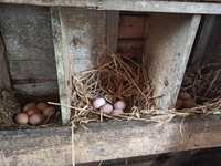 Jajka jaja wiejskie ekologiczne