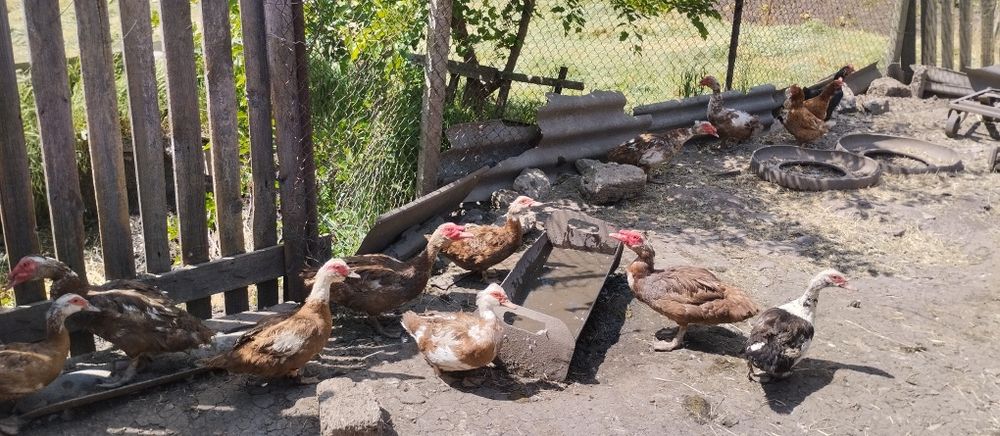 Продам індокачки