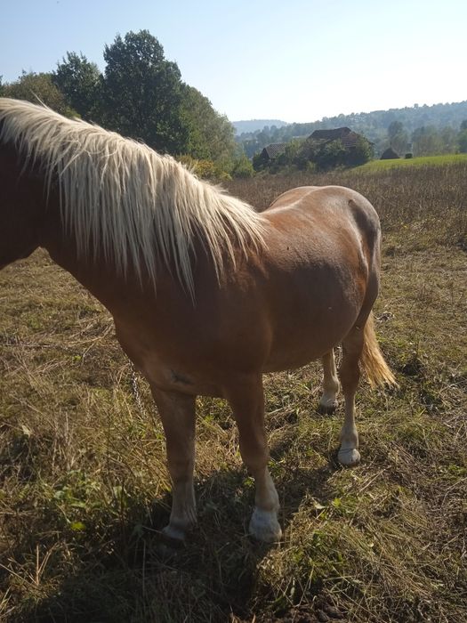 Продам лошака два років деталі за номером телефону