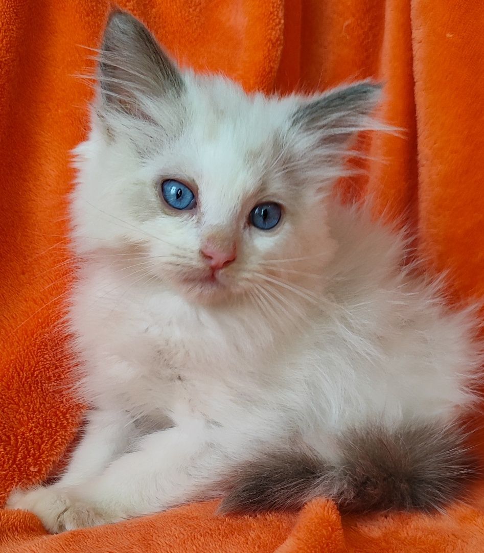 Niesbieski kocurek ragdoll z rodowodem FPL po IC