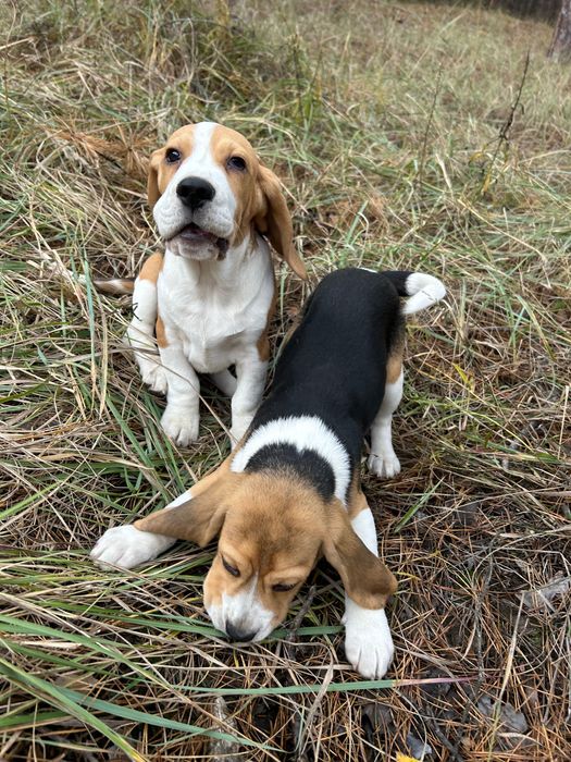 Клубний бігль. 4 місяці. Повний пакет документів