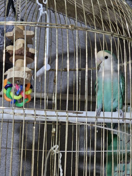 Agapornis domesticado